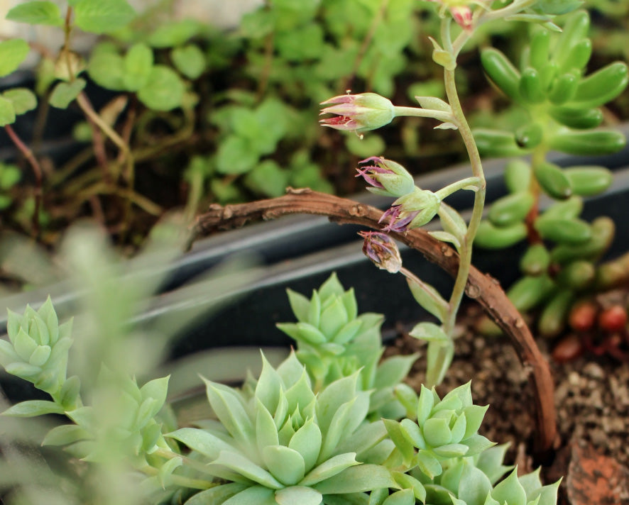 Say yes to green please!