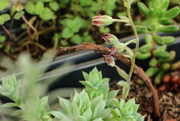 Say yes to green please!